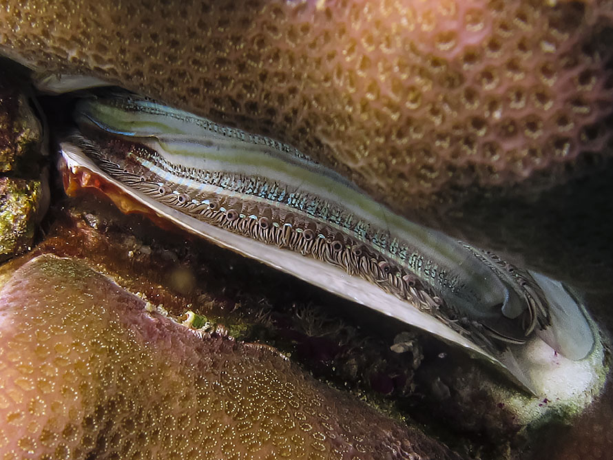Pedum spondyloideum